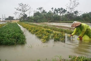 Làng hoa Cố đô Huế tiêu điều sau trận lũ