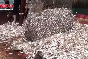 Hải sản Cửa Lò được xác định vẫn an toàn, không bị ảnh hưởng