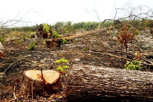 Bình Thuận: Xử lý nghiêm hành vi giết rừng bằng hóa chất để chiếm đất rừng trồng thanh long