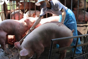 Giá lợn tăng, dịch tả lợn tái phát, người chăn nuôi thấp thỏm lo âu