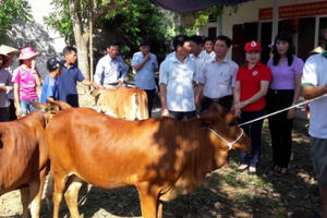 "Ngân hàng bò'' - trao cơ hội thoát nghèo bền vững, vươn lên làm giàu