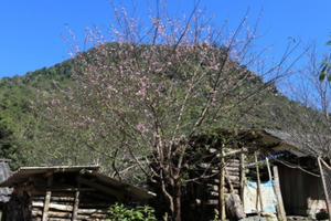 Nghệ An: Đào nở sớm, dân lo thất thu