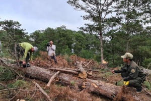 “Điếc không sợ súng”