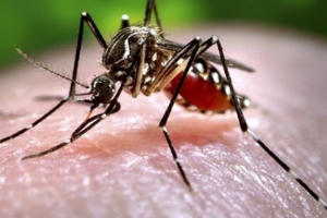 TP HCM: Duy nhất quận 8 chưa ghi nhận ca nhiễm Zika