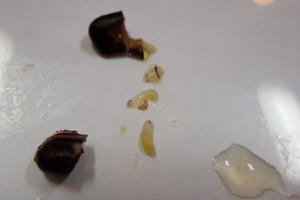 Trà sữa GongCha tiếp tục bị tố có dị vật