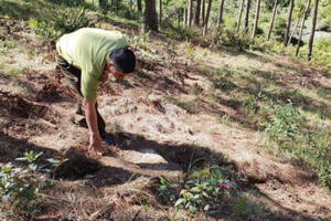 "Lâm tặc" cưa hạ hàng loạt cây thông lớn rồi dọn sạch hiện trường