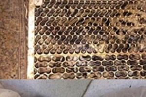 Bắt tạm giam đối tượng mua bán, vận chuyển động vật quý hiếm