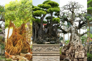Lùng sục các siêu cây bạc tỉ trong giới sinh vật cảnh Việt Nam