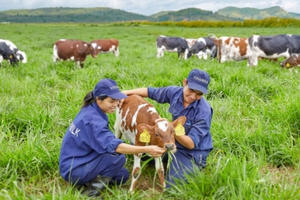 Trang trại bò sữa Organic đầu tiên tại Việt Nam đạt chuẩn quốc tế