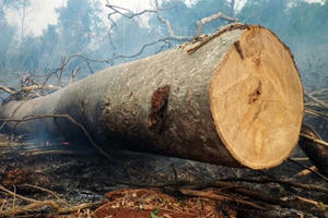 5 năm, giảm 300.000 ha rừng 5 năm, giảm 300.000 ha rừng