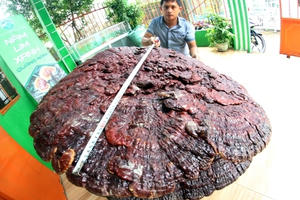 Nam thanh niên sở hữu hai cây nấm linh chi 'khủng'