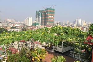 Vườn cây tốt um, sai trĩu trên sân thượng của gia đình HN