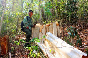 Thâm nhập điểm nóng phá rừng giáp Gia Lai - Đắk Lắk