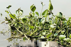 TP.HCM liên tiếp phát hiện các thi thể trôi sông TP.HCM liên tiếp phát hiện các thi thể trôi sông