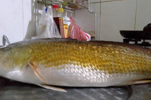 Thừa Thiên Huế: Bắt được cá có màu vàng óng nghi là cá sủ vàng quý hiếm