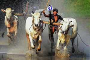 Những pha đua bò quyết liệt trên vũng lầy ở miền Tây