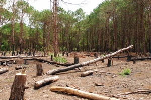 Lâm Đồng: Dân di cư tự do phá gần 2.500 ha rừng