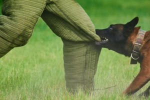 Vì sao nhiều người hay bị chó cắn?