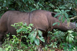 Tê giác Sumatra ở Malaysia tuyệt chủng