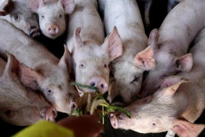 Giá thịt lợn vẫn cao, Bộ trưởng Nguyễn Xuân Cường lý giải do dịch tả lợn Châu Phi hoành hành