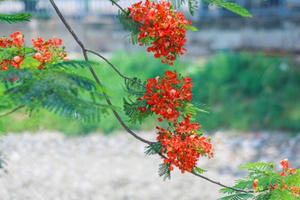 Giữa tháng 5, hoa phượng đỏ đua nhau khoe sắc trên khắp phố phường Hà Nội