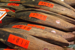 Cá ngừ khô: Món ăn đặc sản cứng như đá không thể thiếu trong ẩm thực Nhật Bản