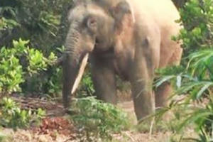 Đồng Nai: Đưa cá thể voi quý hiếm trở lại rừng