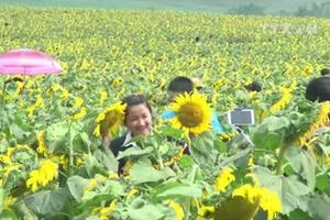 Hàng nghìn người đổ về cánh đồng hoa hướng dương ở Nghệ An