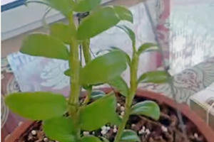 Dân chơi Hưng Yên lên tiếng, 3 mầm lan Bạch tuyết bán 2,2 tỷ đồng