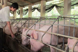 Đang đỉnh cao nhất thế giới, chỉ một cuộc họp lập tức tụt giảm