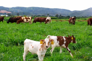 Phát triển bền vững là nền tảng phát triển cho mọi thành phần