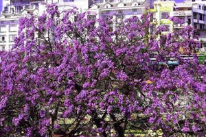 Nơi duy nhất ở Việt Nam chào hè với 5 sắc hoa phượng