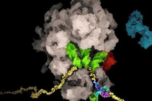 Giới khoa học Thụy Sĩ tìm ra 'tử huyệt' của virus SARS-CoV-2