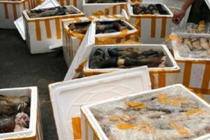 Lực lượng CSGT liên tiếp bắt giữ gà, trâu, bò... "lên nhầm" xe khách