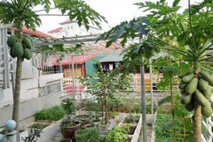 Ông nội 70 tuổi mát tay trồng đủ loại rau sạch, đu đủ trong thùng xốp