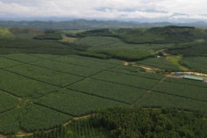 KDI Holdings chi 2.000 tỷ đồng xây trang trại nuôi lợn công nghệ cao