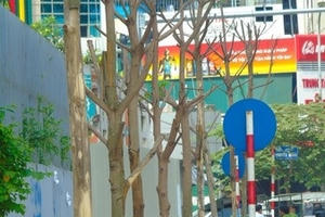 Hà Nội: Cây chết tại nhiều tuyến phố, dân đốn về làm củi đun