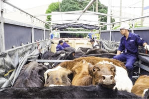 Vinamilk đưa đàn bò sữa Organic về Việt Nam