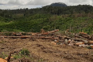 Chuyển đổi mục đích sử dụng đất rừng trái quy định, doanh nghiệp bị phạt hơn 250 triệu đồng