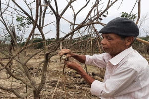 Thừa Thiên - Huế: Dân điêu đứng vì hàng trăm ha cây thanh trà bị chết do ngập nước