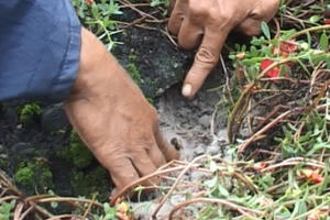 Thừa Thiên Huế: Hàng nghìn ngôi mộ bị kẻ xấu đóng đinh