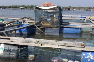 Vũng Tàu: Xử lý vi phạm sử dụng mặt nước nuôi trồng thủy sản trên sông