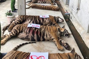 Thông tin mới vụ 14 con hổ nuôi giữ trái phép bị Công an thu giữ tại Nghệ An