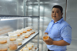 Anh kỹ sư điện trồng được 32 loại nấm dược liệu quý hiếm, “độc”, lạ