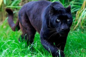 Công an cảnh báo người dân việc nghi có 2 con báo đen xuất hiện ở Đồng Nai