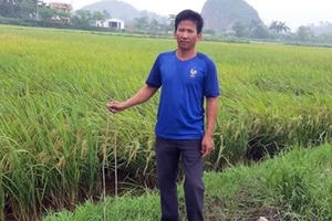 Kẻ xấu cắm thanh sắt 1 m đầy ruộng để phá máy gặt lúa