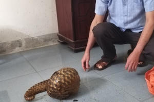 Bị bắt khi trên đường đưa tê tê đi tiêu thụ