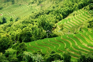 Flycam: Ngắm Hoàng Su Phì lúa vào thì con gái