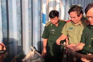Đà Nẵng: Phát hiện 10 tấn ngà voi, vẩy tê tê nhập lậu tại Cảng Tiên Sa