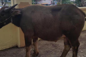 Đi xe SH bắt trộm trâu bên đường